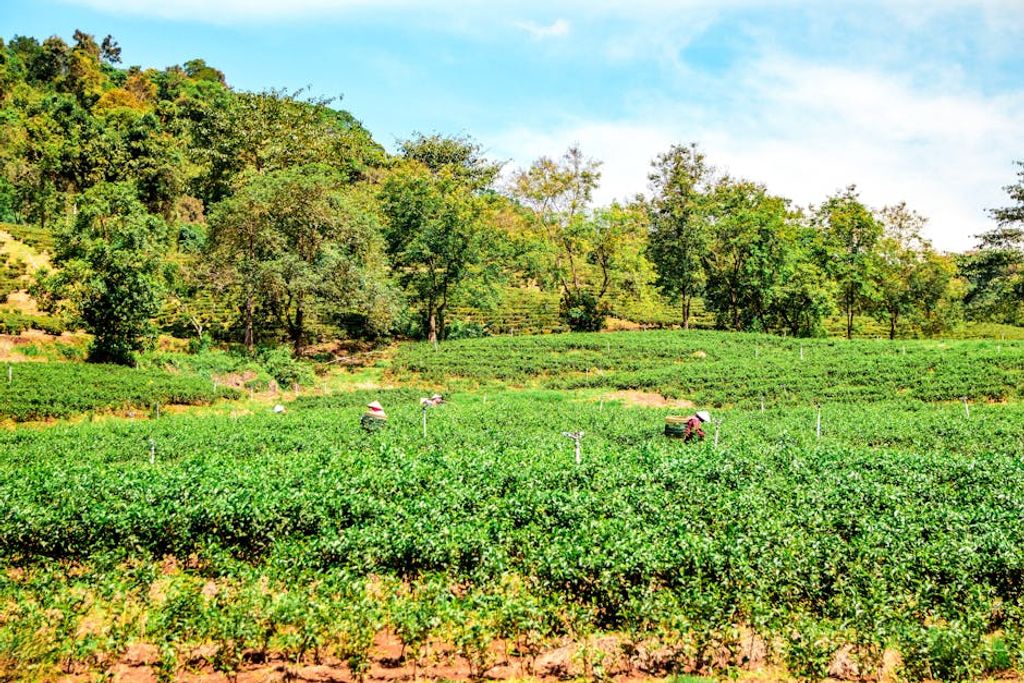 Tường Chopper באתר PEXELS agricultural land investment